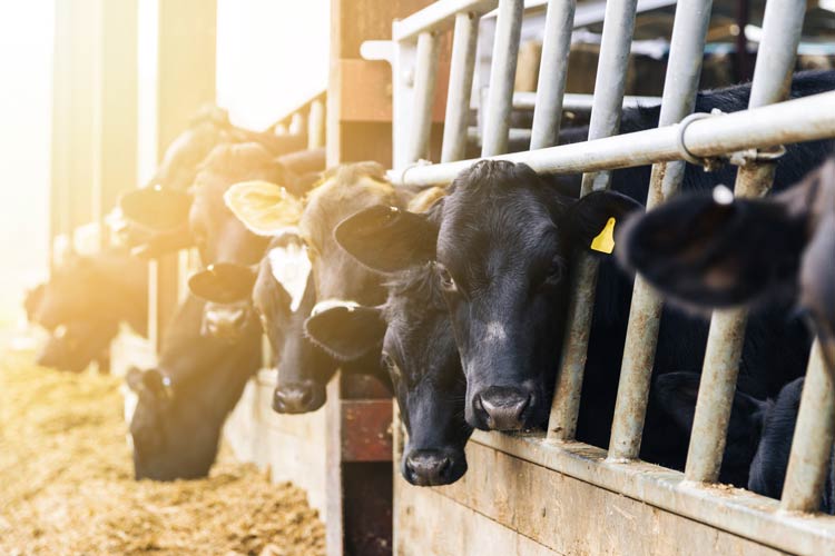 Cattle feeding lot - farmer is protected by CrossRoads commercial farm insurance services